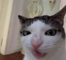 funny cat Meme Template