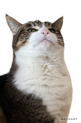 Disgusted Cat Meme Template