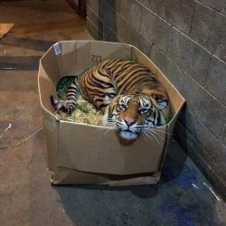 Tiger in big box Meme Template