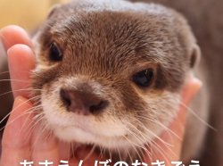 Otter Kinaco Kotaro The Otter Toons Wiki Fandom Meme Template