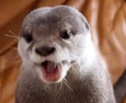 Otter Kinaco Meme Template