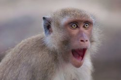 Surprised Monkey Meme Template