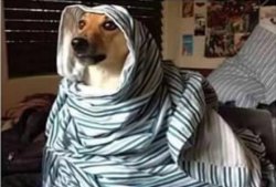 Cachorro embrulado Meme Template