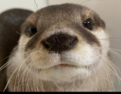 Cute Aty The Otter Meme Template