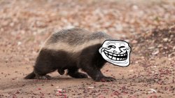 Honey Badger Troll Face Meme Template