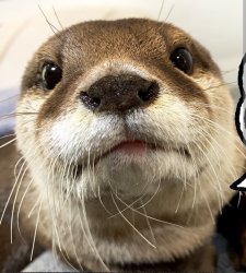 Aty Otter Reaction Meme Template