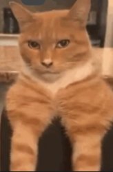 Mogger Cat Meme Template