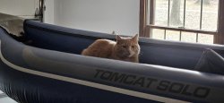 Tomcat Solo Meme Template