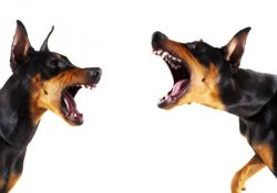 Quarrelling Mutts Meme Template