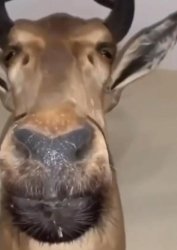 oh deer Meme Template