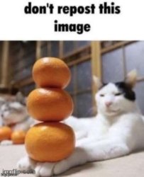 Don’t repost this image Meme Template