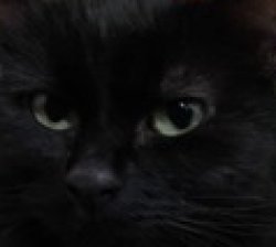 Black cat face Meme Template