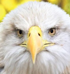 Bald eagle Meme Template