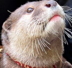 Ui Otter Meme Template