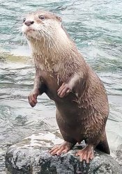 Otter Aty Standing Meme Template