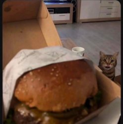 Cat and burger Meme Template