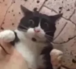 YOU INSIGNIFICANT FU- Meme Template