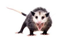 Opposum Meme Template