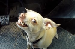 Evil Chihuahua Meme Template