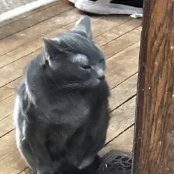 Cat going over what just happened Meme Template