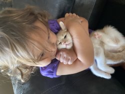 Kitten love Meme Template