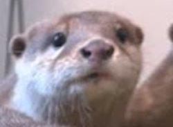 L Kotaro The Otter Toons Wiki Fandom Meme Template