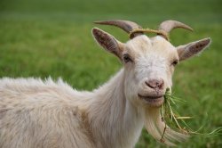 Goat eating grass Meme Template