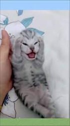 baby cat crying Meme Template