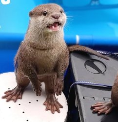 Tororo The Otter Otter Heroes Wiki Fandom Meme Template