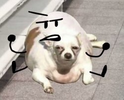 Pissed Plump dog Meme Template