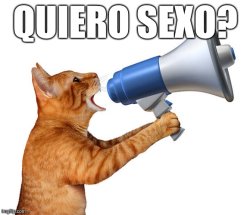 QUEIRO SEXO? Meme Template