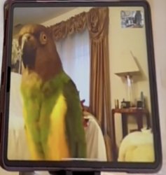 parrot facetime Meme Template