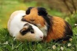 guinea pigs hugging Meme Template