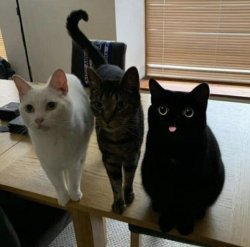 three cats Meme Template
