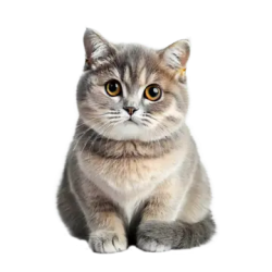 Cat to be sent to people Meme Template
