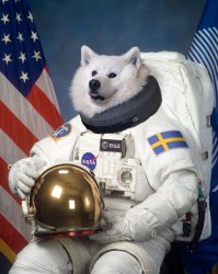 Dog astronaut Meme Template