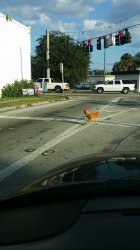 Chicken crossing the road Meme Template