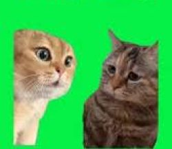 Two cats Meme Template