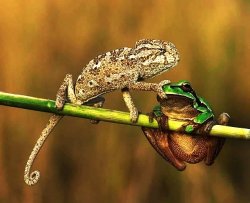 Democrat chameleon vs Republican frog Meme Template