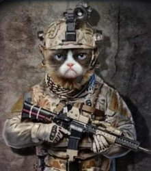 Tactical Cat Meme Template