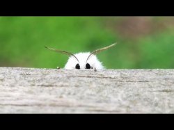 He creep Meme Template