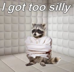 Silly raccoon Meme Template