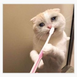 Toothbrush cat Meme Template