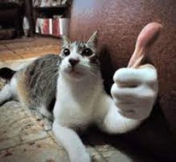 cat thumbs up up Meme Template