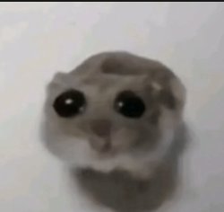 sad hamster Meme Template