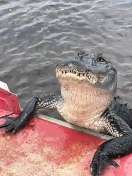 Alligator Meme Template