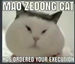 Mao Zedong Cat Meme Template