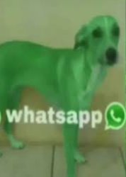 Whatsapp Meme Template