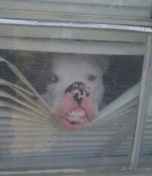 Dog at window Meme Template
