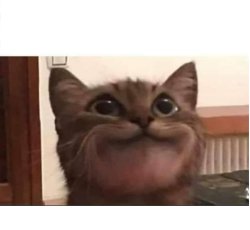 Cat smile Meme Template